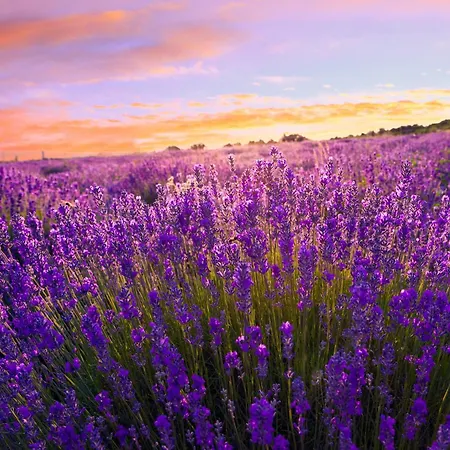 In - Balaton 54662 扎马迪