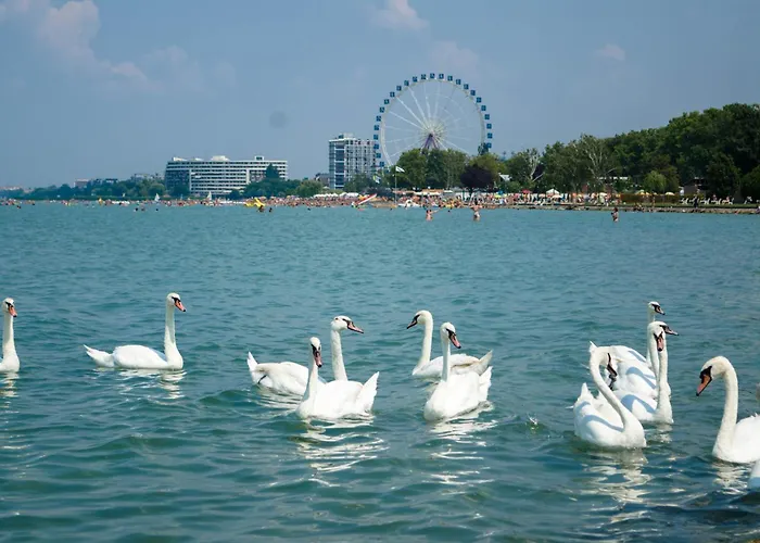 In - Balaton 54662 * 扎马迪