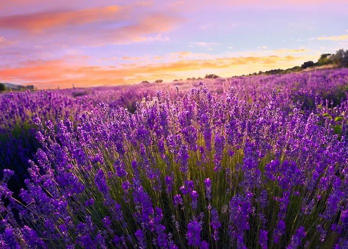 In - Balaton 54662 扎马迪